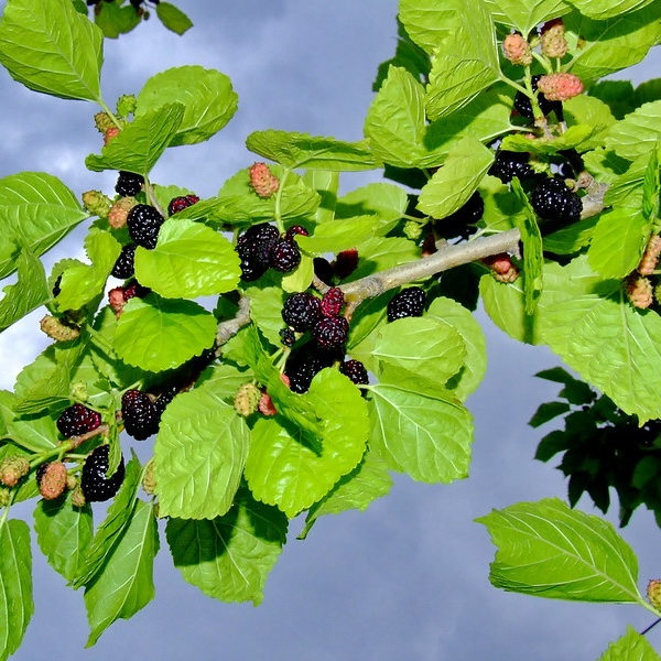 Mulberries on a branch.