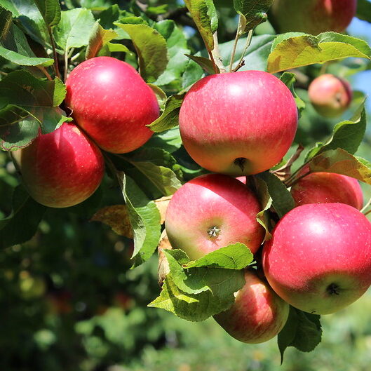 Ripe apples on a branch.