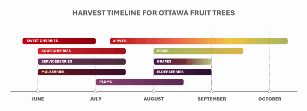 A timeline shows the habitual harvesting period for fruit. For most, it lasts 4 to 6 weeks. Cherries, serviceberries & mulberries begin in June; plums and apples begin in July; pears, grapes and elderberries begin in August.