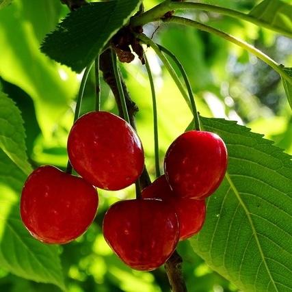 Ripe cherries on a branch.