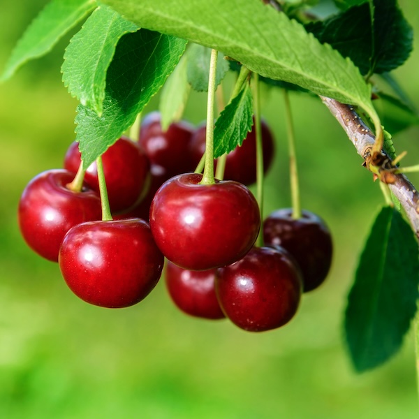 Sweet cherries on a branch.