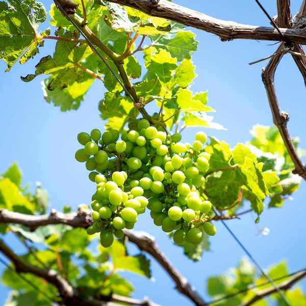 Ripe green grapes on a branch.
