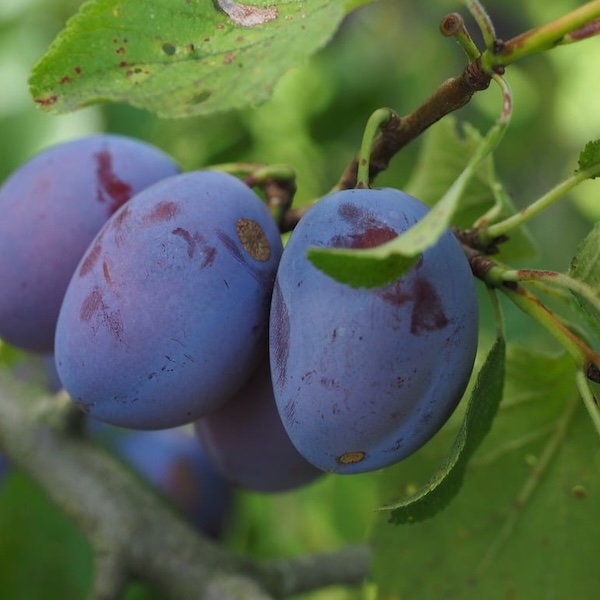 Plums on a branch.