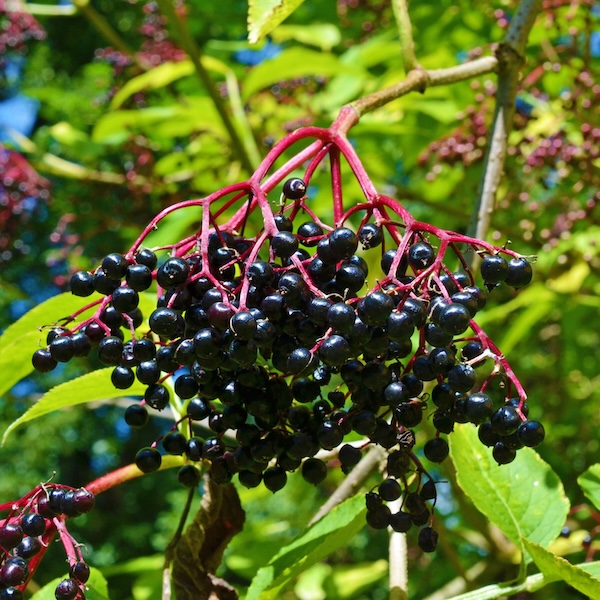 Serviceberries on a branch.