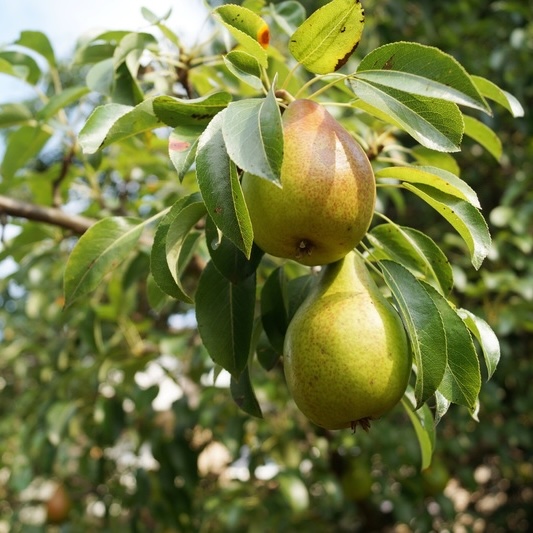 Pears on a branch.